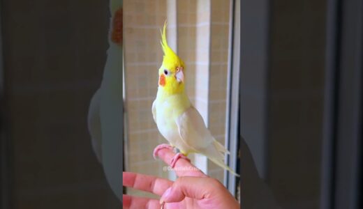 Adorable Cockatiel Julie’s irresistible charm 💖 #cockatielscraze