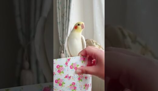 Adorable Cockatiel Pete’s Cute Singing Moments 😍 🎶🦜 #cockatielscraze