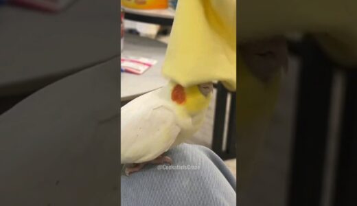 Adorable Cockatiel’s Cute Playful Moments 😍 #cockatielscraze