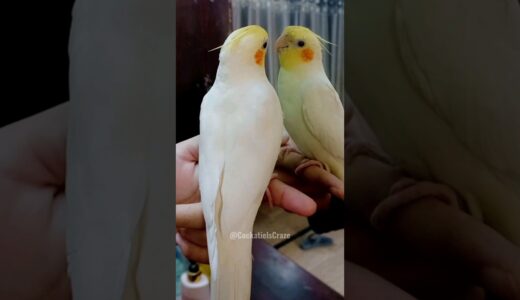 Cute Cockatiel Milo ❤️🦜 #cockatielscraze