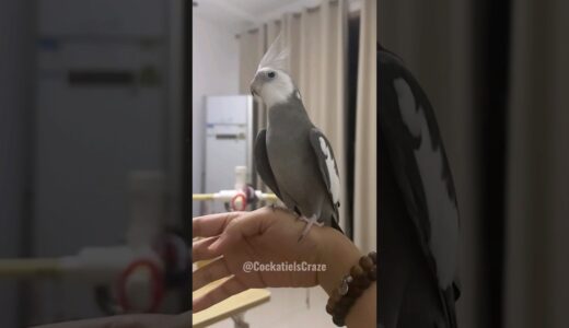 Adorable Cockatiel Skyler’s Perfect Landing ✨️🦜😍 #cockatielscraze