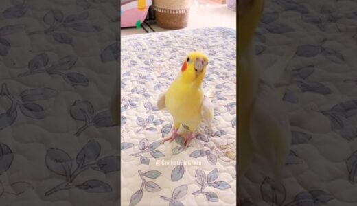 Adorable Cockatiel’s Cute Singing Moments 😍 🎶 🦜 #cockatielscraze #BirdLovers