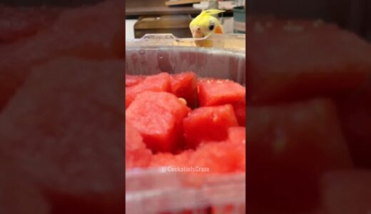 This Cockatiel is all about that watermelon life! 🍉🦜 😋 #cockatielscraze