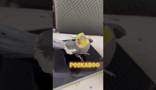 Adorable Cockatiel Larry’s Cute Peekaboo playtime 😍 🦜 #cockatielscraze