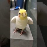 Cute Singing Cockatiel 😍 🎶 🦜 #cockatielscraze