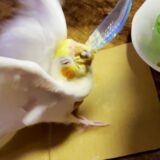 狂ったように爆食いするオカメインコのヒナ【たまちゃんねる】