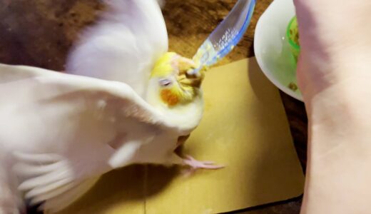 狂ったように爆食いするオカメインコのヒナ【たまちゃんねる】