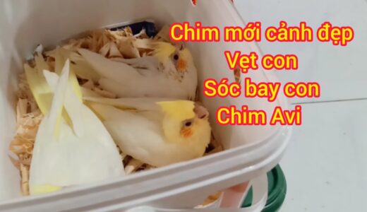 24/09/24 Nay e về vẹt cockatiel, lovebird con, gà cảnh, sóc bay úc, yến phụng hà lan, chim avi