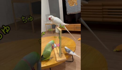 住人さんがクセ強！カオスなインコマンション #ワカケホンセイインコ #セキセイインコ #shorts