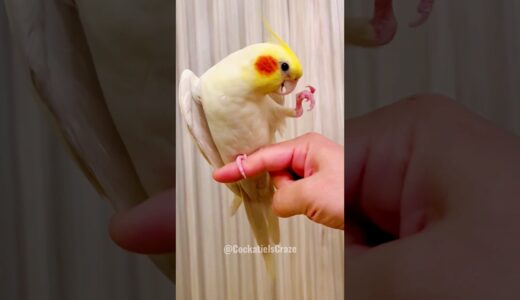 Adorable Cockatiel’s Cute Singing and Dancing Moments 😍 🎶 🦜 #cockatielscraze