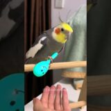 Adorable Cockatiel Larry’s Cute Training Time 🥰🦜 #cockatielscraze