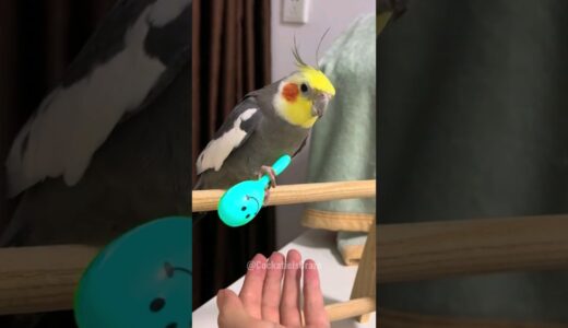 Adorable Cockatiel Larry’s Cute Training Time 🥰🦜 #cockatielscraze