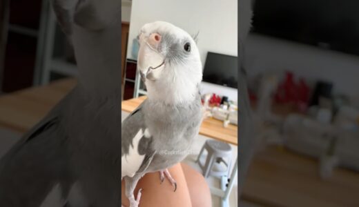 Adorable Cockatiel Skyler’s Cute Opratic Singing 😍 🎶 🦜 #cockatielscraze