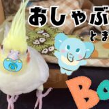 【俺は赤ちゃんじゃねえ！】バブばぶバブ！【オカメインコ】