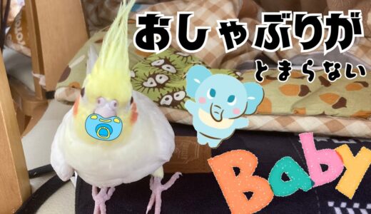 【俺は赤ちゃんじゃねえ！】バブばぶバブ！【オカメインコ】