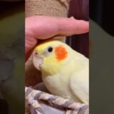 Cute Cockatiel Love😍🦜 #cockatielscraze