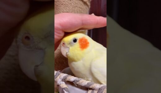 Cute Cockatiel Love😍🦜 #cockatielscraze