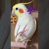 Pete the cockatiel’s cookie song is the new chart-topper in the bird world. 🎶🍪🦜 #cockatielscraze