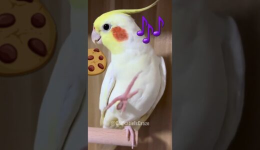 Pete the cockatiel’s cookie song is the new chart-topper in the bird world. 🎶🍪🦜 #cockatielscraze