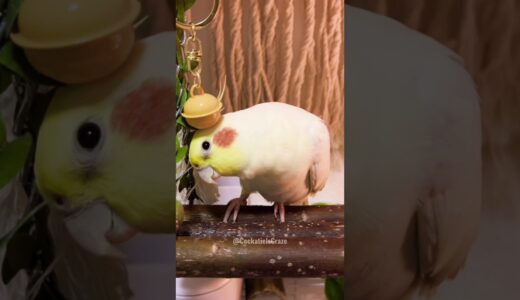 Adorable Cockatiel Pete’s Cute Singing Moments 😍 🎶 🦜 #cockatielscraze #BirdLovers