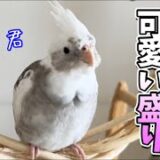 うちで生まれたオカメインコの空君　生後3ヶ月になりました