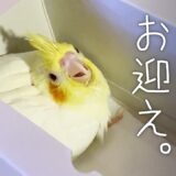 【改訂/拡大版】オカメインコのヒナをお迎え【たまちゃんねる】