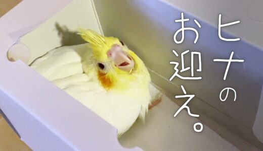 【改訂/拡大版】オカメインコのヒナをお迎え【たまちゃんねる】