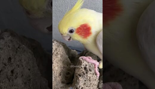 Adorable Cockatiel Milo’s Cute Exploration 😄🦜🥰 #cockatielscraze