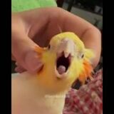 Adorable Cockatiel’s Cute Moments ✨🦜 #cockatielscraze