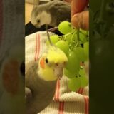 Happy Bird Sings to Grapes! #Birds #Cockatiel #Parrot #Cute