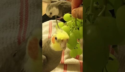 Happy Bird Sings to Grapes! #Birds #Cockatiel #Parrot #Cute