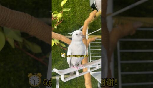 这鸟简直比闹钟还好使！ #玄凤鹦鹉 #cockatiel #pets #birds #cute