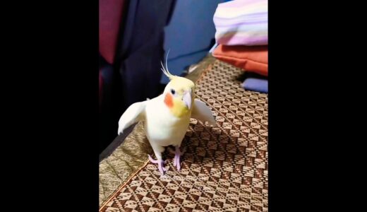 Cute Cockatiel Singing 🎶 🦜 #cockatielscraze