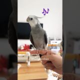 Adorable Cockatiel Skyler’s Cute Singing Moments 😍 🎶 🦜 #cockatielscraze