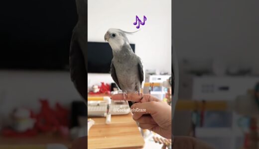 Adorable Cockatiel Skyler’s Cute Singing Moments 😍 🎶 🦜 #cockatielscraze