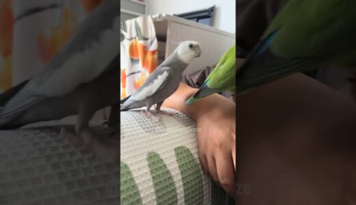 Adorable Cockatiel Skyler’s Cute Singing Moments 😍🎶 🦜 #cockatielscraze