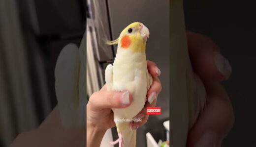 Adorable Cockatiel Charlie’s Cute Cookie Song Performance 🎶 🦜🥰 #cockatielscraze