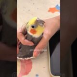 Adorable Cockatiel Larry’s Cute Singing Performance 😍 🎶 🦜 #cockatielscraze