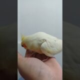 #cockatiel #birds #cockatielsing #parrot #cockatielsound #pets #shorts