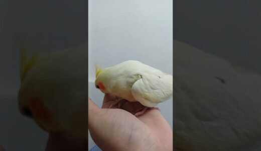 #cockatiel #birds #cockatielsing #parrot #cockatielsound #pets #shorts