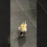 Adorable Cockatiel Pete’s Cute Cookie Song Performance 🎶 🦜 #cockatielscraze