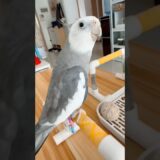 Adorable Cockatiel Skyler’s Opera Singing 🎶🦜🥰 #cockatielscraze