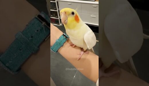 My Cute Singing Cockatiel 😍 🎶🦜 #cockatielscraze