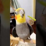 Adorable Cockatiel Larry’s Cute Singing Moments 🎤🦜🎶❤️ #cockatielscraze