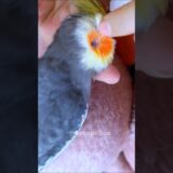 Adorable Cockatiel’s Cute Cuddly Moments 🥰🦜 #cockatielscraze