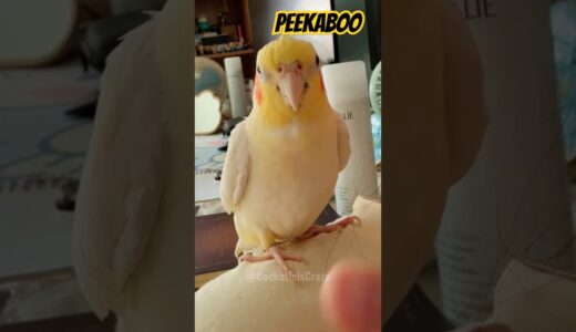 Adorable Cockatiel Jerry’s Cute Peekaboo Playtime 🫣🥰🦜 #cockatielscraze