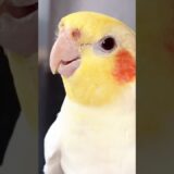 Shortest Concert Ever 🎶🦜 #cockatielscraze