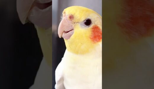 Shortest Concert Ever 🎶🦜 #cockatielscraze