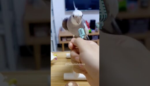 Adorable Cockatiel Skyler’s Cute Peekaboo Playtime 🦜🥰 #cockatielscraze