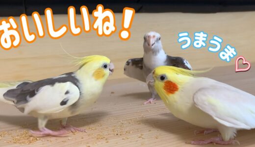 粟穂を食べていたら楽しくて盛り上がっちゃうオカメインコvol.382 #cockatie#オカメインコ